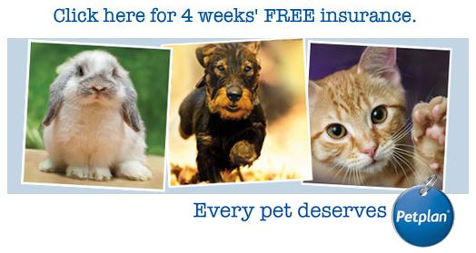 Pet Plan 4 weeks free insurance trial