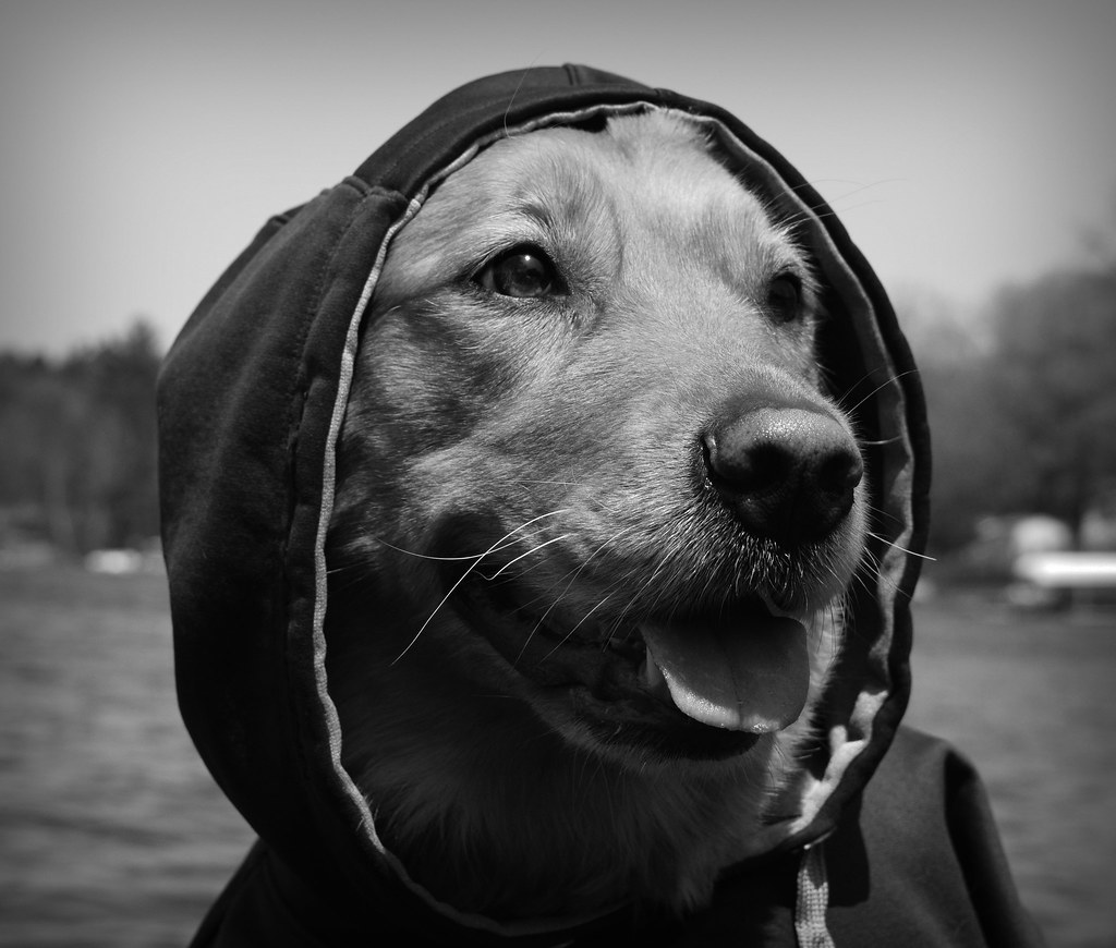 Anti-grass seed dog hoodie