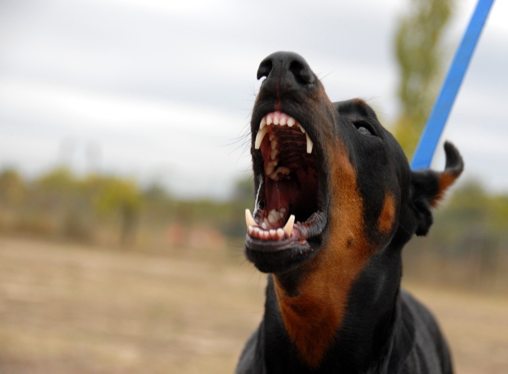 How to fix aggressive dog behaviour