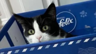Purina Felix, PRO PLAN cat food treats discount vouchers
