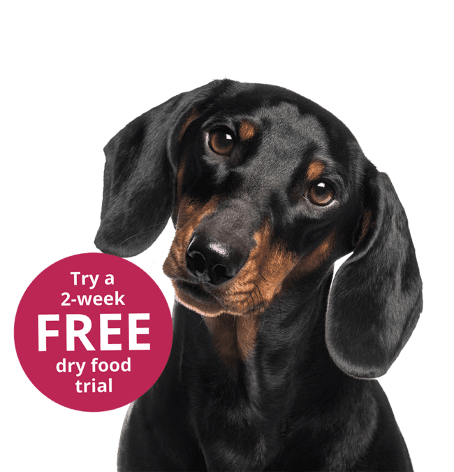 Kasper & Kitty 2 week free dog food trial